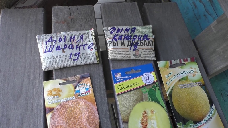 Как я сею дыни