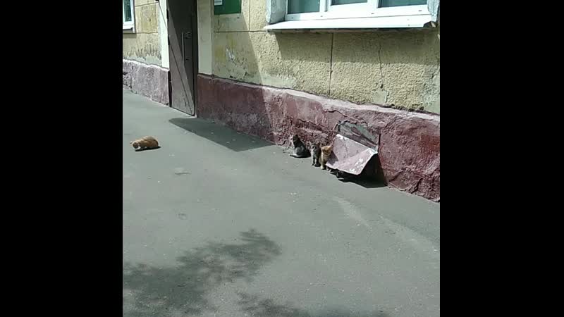 VID_47921005_145528_674.mp4
