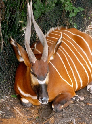 Tragelaphus eurycerus. копытное тропиков. Tragelaphus eurycerus. полосатая антилопа бонго. копытное тропиков.
