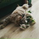 Объявление от Lynx - фото №1
