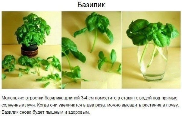 8 ОВОЩЕЙ,КОТОРЫЕ МОЖНО КУПИТЬ ОДИН РАЗ,А ПОТОМ ВЫРАЩИВАТЬ ВСЕГДА Очень легко всегда иметь свежую зелень на столе. Многие растения сразу же прорастают в воде и дают новый урожай. Попробуйте