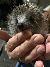 Берег крыма в ежах. Ежики берегите ежиков. Еж в руках. Акция по сбору батареек спасём ёжика. Не бери ежика домой.