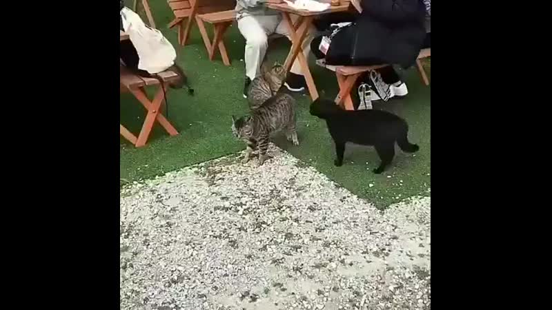 1590690031412.mp4