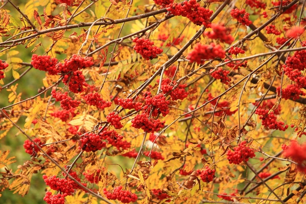Горит костер рябины красной. Рябина красная. Костры рябин. Рябиновый костер. Рябина в октябре.